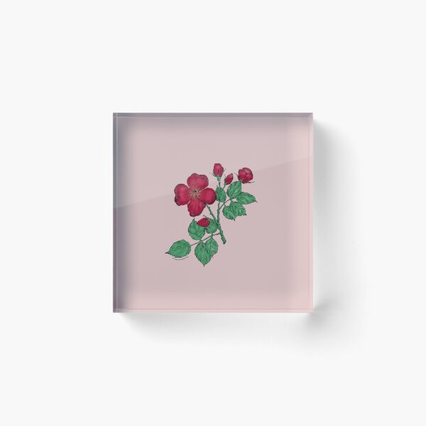 Item preview, Dark Red Quartered Rose Bloom Semi-Double 8-15 Petals In 2 Rows designed and sold by Rachael Taylor.