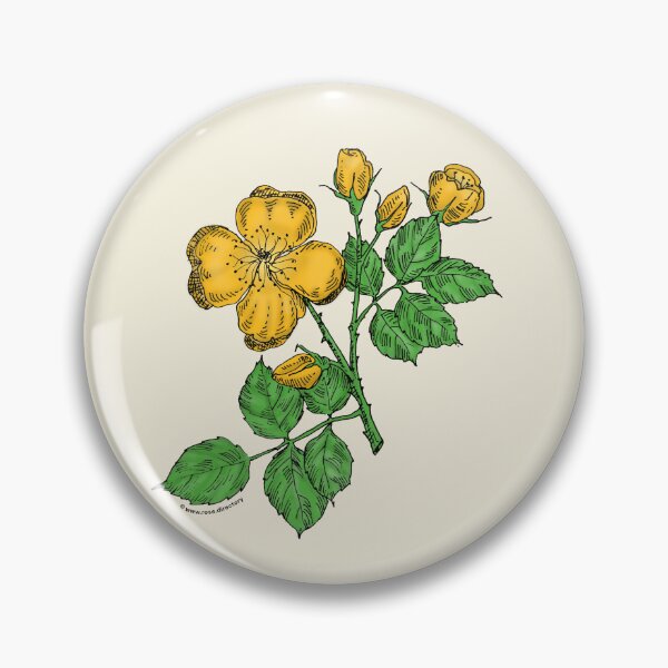 Item preview, Yellow Quartered Rose Bloom Semi-Double 8-15 Petals In 2 Rows designed and sold by Rachael Taylor.