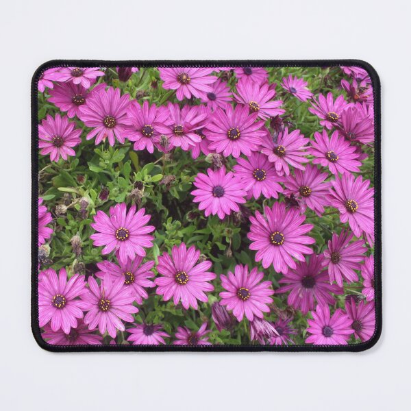 Item preview, Cheery Purple African Daisies  designed and sold by taiche.