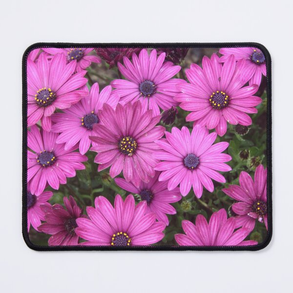 Item preview, A Crowd Of Pink Purple African Daisies designed and sold by taiche.