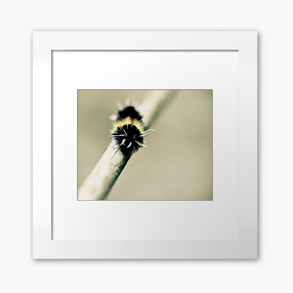 Moth Framed Art Print
