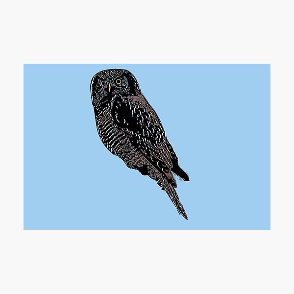 Item preview, Northern Hawk Owl Black Alternate Design  designed and sold by designsasstultd.