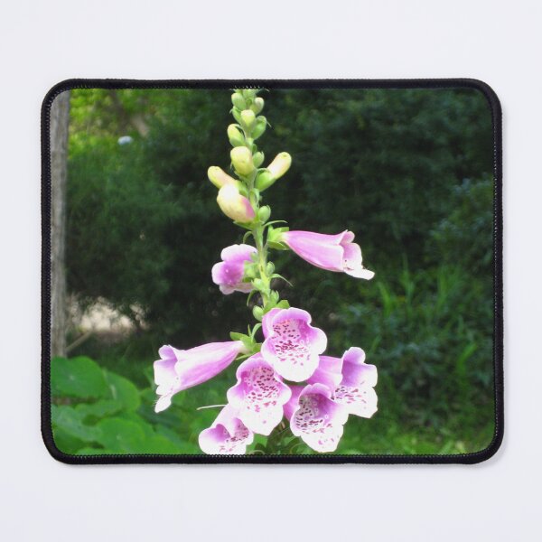 Item preview, Purple and White Foxglove: Beginning to Bloom designed and sold by JoyousArt4u.