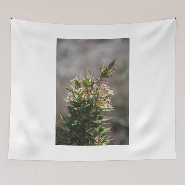 Item preview, Column Hakea (Hakea aculeata) designed and sold by lezvee.