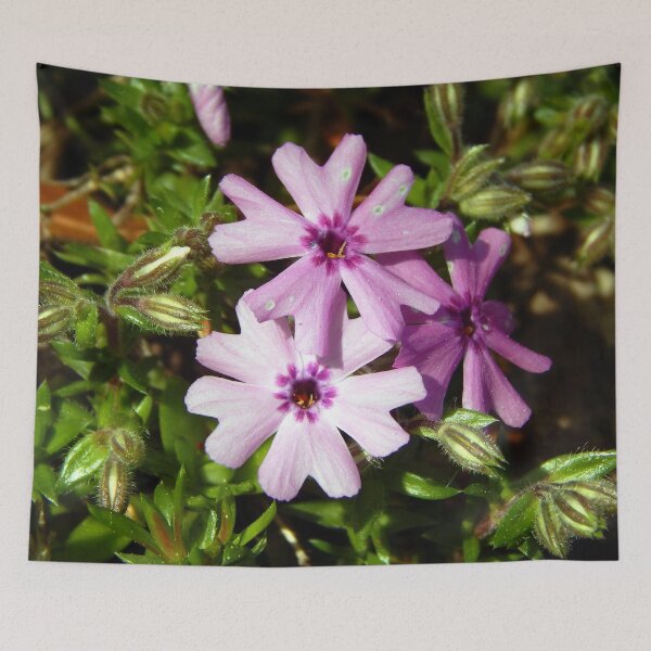Artikelvorschau, Phlox mit Pollen entworfen und verkauft von gistinker.