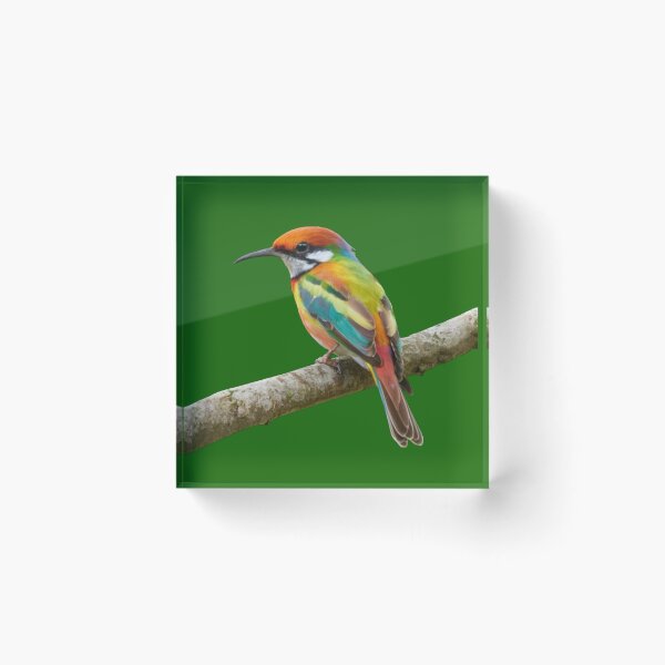 Item preview, Rainbow Bee Eater-Merops Ornatus designed and sold by swiftbinaries.