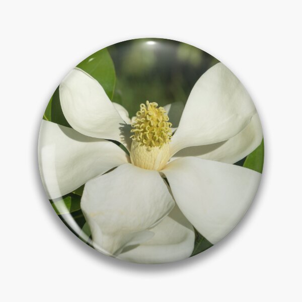 Artikelvorschau, Auffällige weiße Magnolienblüte entworfen und verkauft von Georgia Mizuleva.