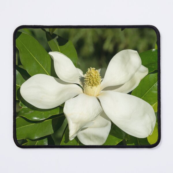 Item preview, Showy White Magnolia Bloom designed and sold by Georgia Mizuleva.