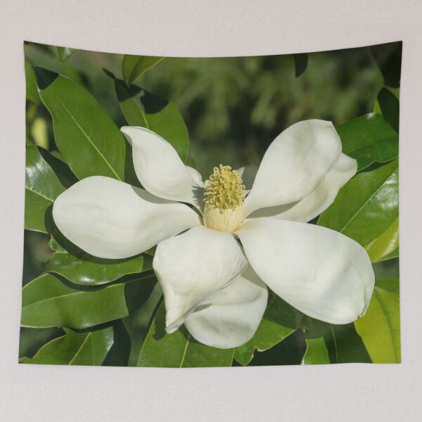 Item preview, Showy White Magnolia Bloom designed and sold by Georgia Mizuleva.
