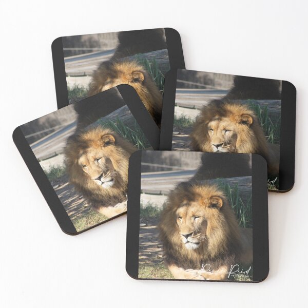 Item preview, Lion Taronga Zoo 1 designed and sold by RREID84.