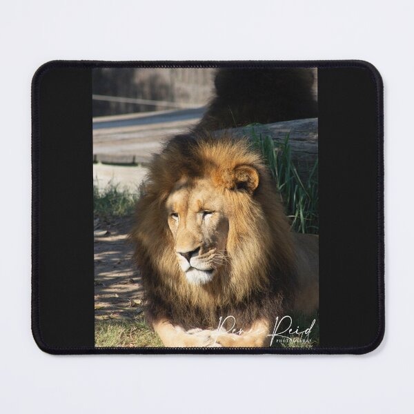 Item preview, Lion Taronga Zoo 1 designed and sold by RREID84.