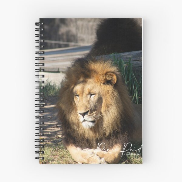 Item preview, Lion Taronga Zoo 1 designed and sold by RREID84.