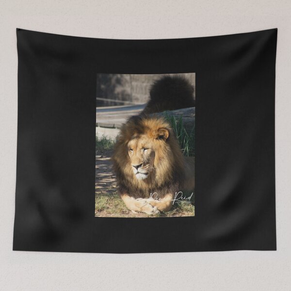 Item preview, Lion Taronga Zoo 1 designed and sold by RREID84.