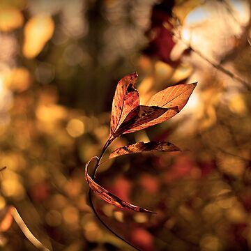 Artwork thumbnail, Leaves in the Wind by believer9