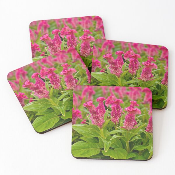 Item preview, Vibrant Cockscomb Flowers designed and sold by Lemon-Monday.