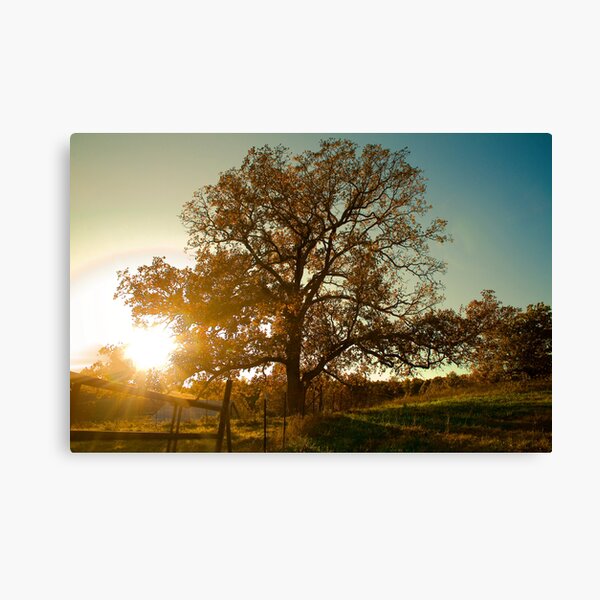 The Other Side of the Fence Canvas Print