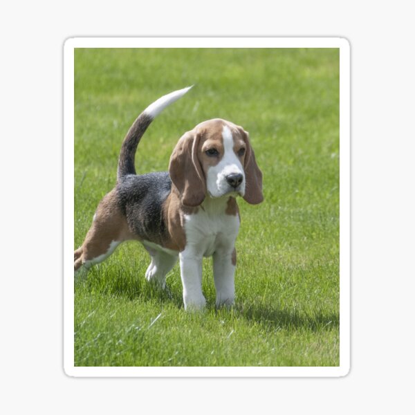 Item preview, Beagle Dog Enjoys Green Grass designed and sold by VanGaldo.
