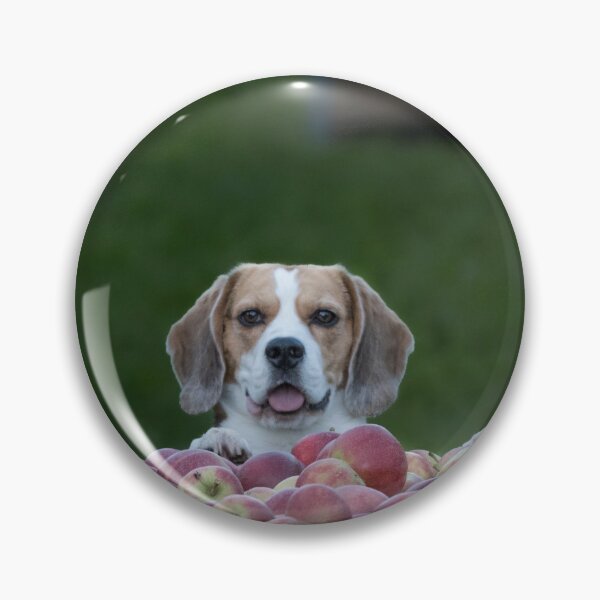 Item preview, Beagle Dog Guarding Apples designed and sold by VanGaldo.
