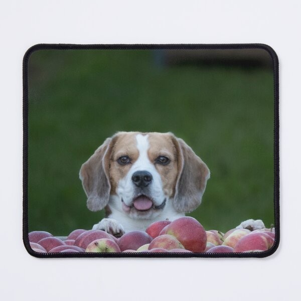 Item preview, Beagle Dog Guarding Apples designed and sold by VanGaldo.
