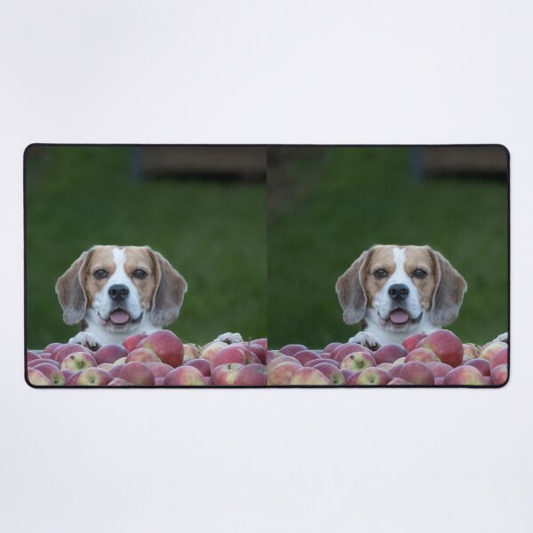Item preview, Beagle Dog Guarding Apples designed and sold by VanGaldo.
