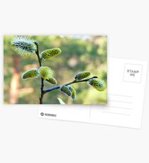 Salix Blossoms Postcards