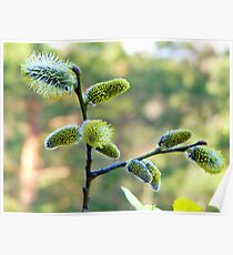 Salix Blossoms Poster