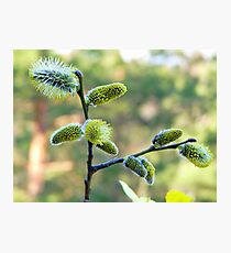 Salix Blossoms Photographic Print