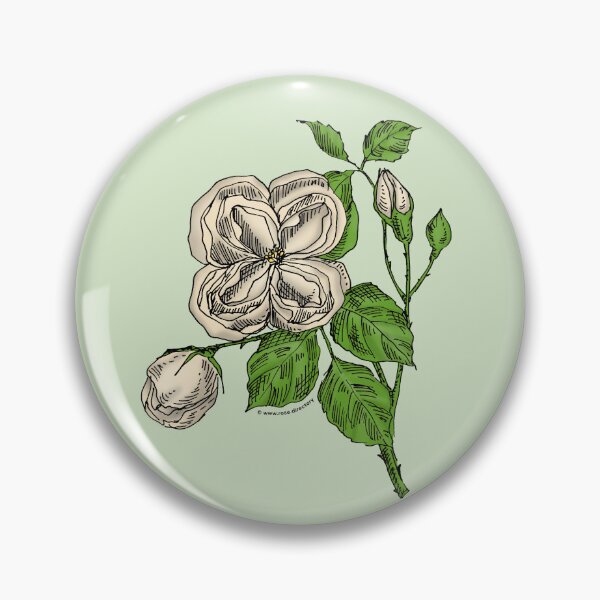 Item preview, Cream Quartered Rose Bloom Double 16-25 Petals In 3+ Rows designed and sold by Rachael Taylor.