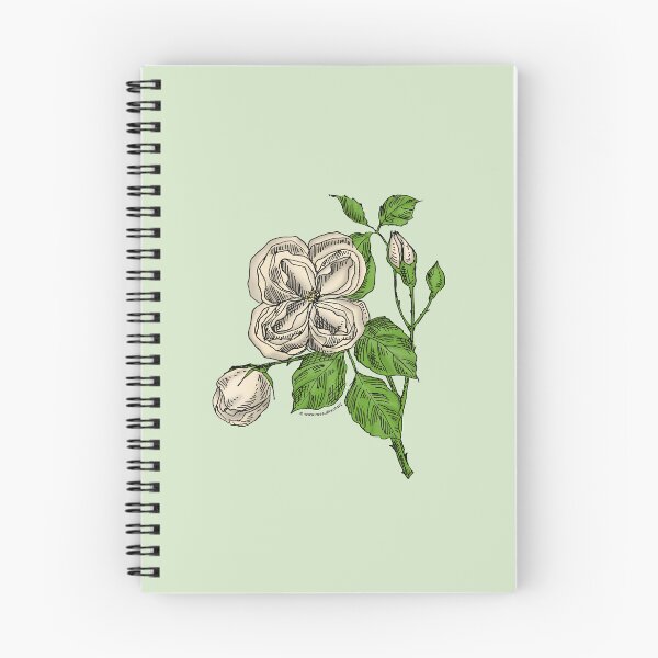 Item preview, Cream Quartered Rose Bloom Double 16-25 Petals In 3+ Rows designed and sold by Rachael Taylor.