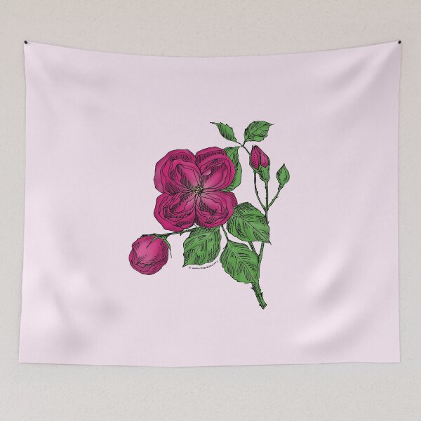 Item preview, Deep Pink Quartered Rose Bloom Double 16-25 Petals In 3+ Rows designed and sold by Rachael Taylor.