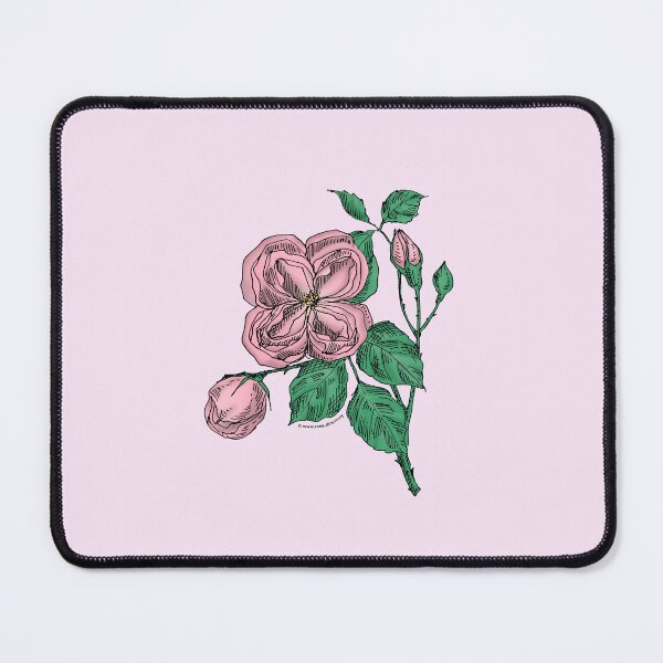 Item preview, Light Pink Quartered Rose Bloom Double 16-25 Petals In 3+ Rows designed and sold by Rachael Taylor.