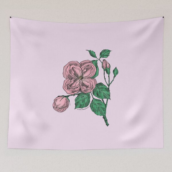 Item preview, Light Pink Quartered Rose Bloom Double 16-25 Petals In 3+ Rows designed and sold by Rachael Taylor.