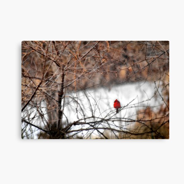 Red Bird in the Snow Canvas Print