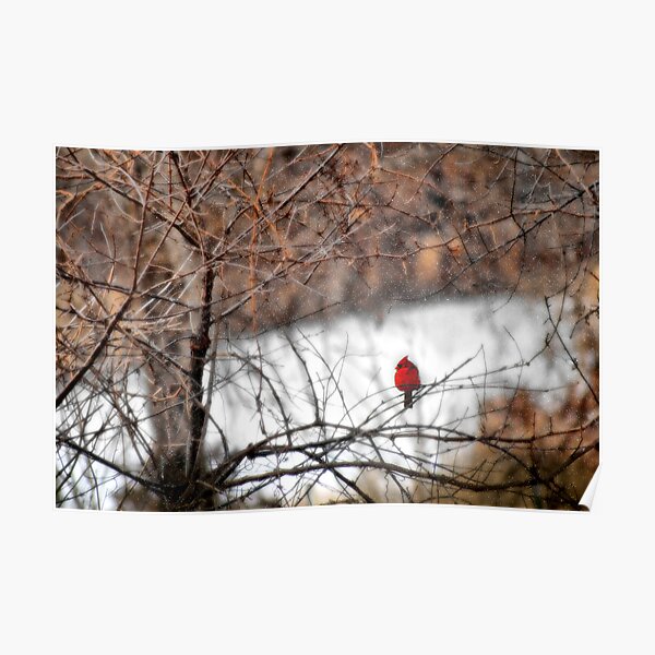 Red Bird in the Snow Poster