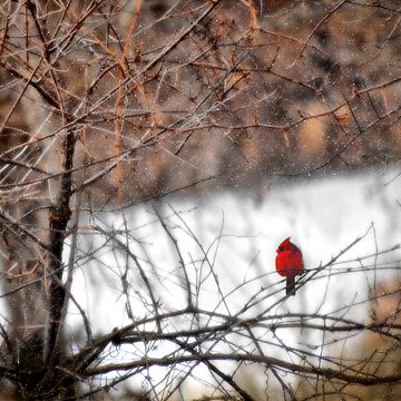 Artwork thumbnail, Red Bird in the Snow by believer9