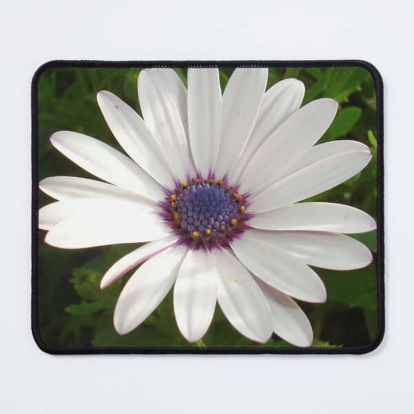 Item preview, Beautiful Osteospermum White Daisy With Purple Center designed and sold by taiche.