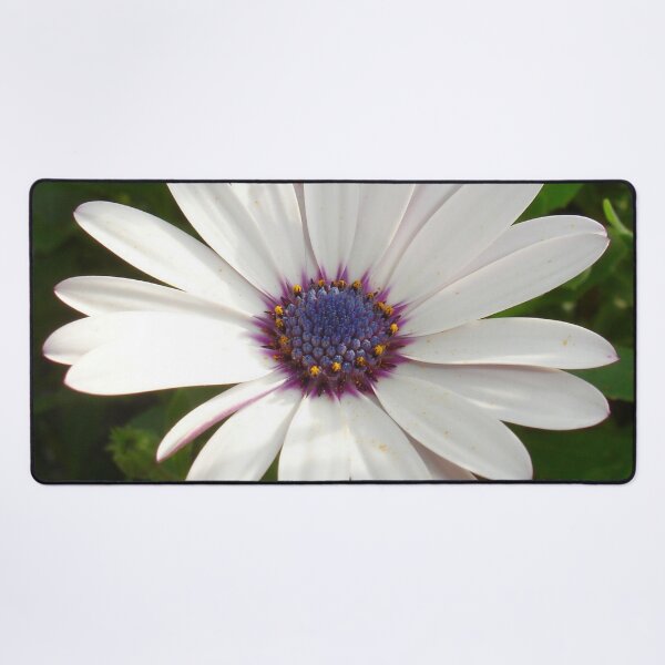 Item preview, Beautiful Osteospermum White Daisy With Purple Center  designed and sold by taiche.
