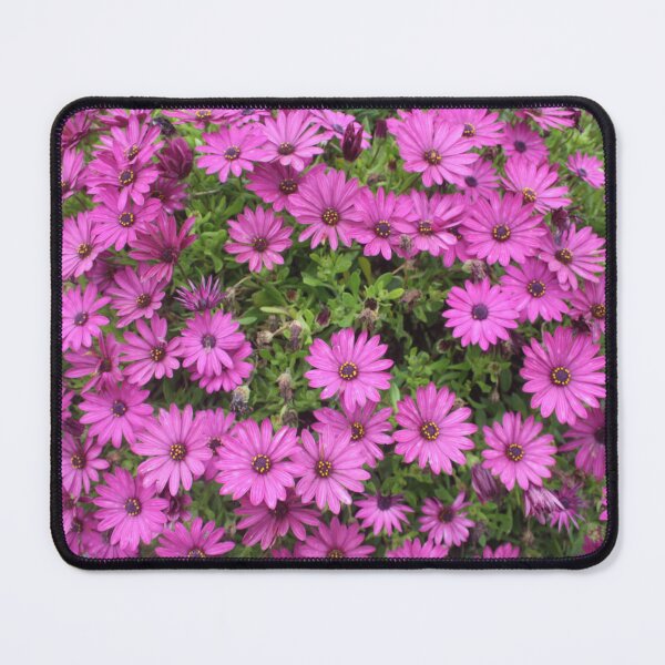 Item preview, Beautiful Purple Cape Daisies In A Flower Bed designed and sold by taiche.