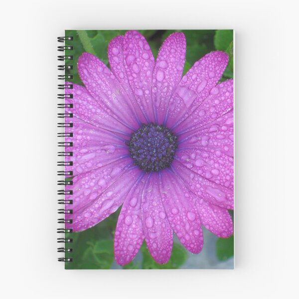 Item preview, Purple African Daisy with Raindrops designed and sold by taiche.