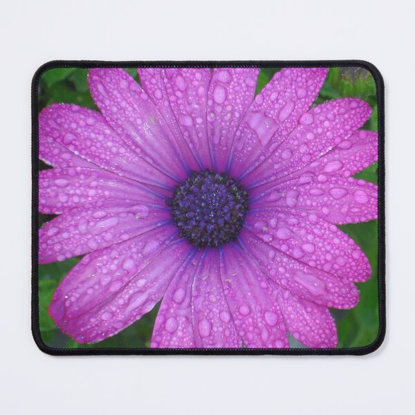 Item preview, Purple African Daisy with Raindrops designed and sold by taiche.