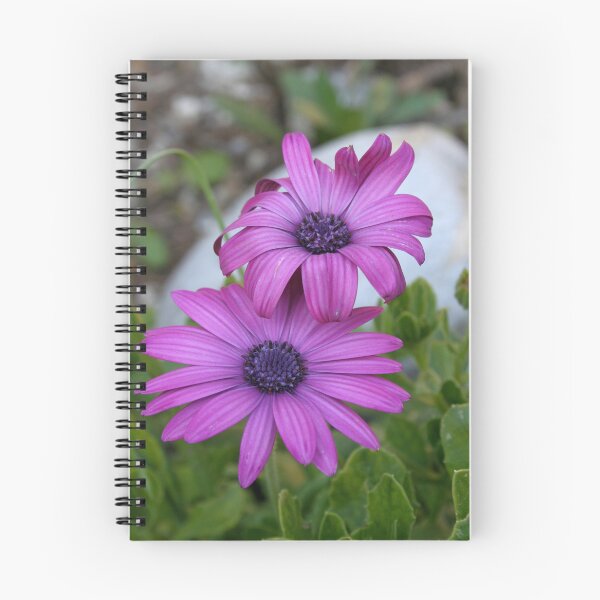 Item preview, Purple and Pink African Daisy Flowers designed and sold by taiche.