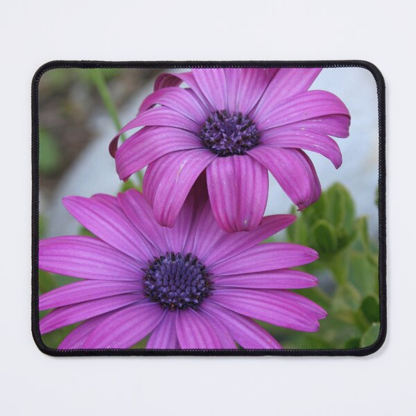 Item preview, Purple and Pink African Daisy Flowers designed and sold by taiche.