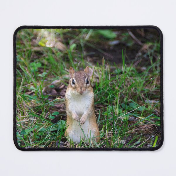Item preview, Cute Chipmunk in Ottawa, Ontario designed and sold by jrtwynam.
