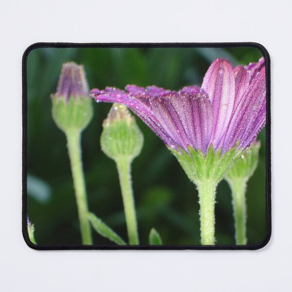Item preview, Purple And Pink Daisy Flower in Perspective designed and sold by taiche.