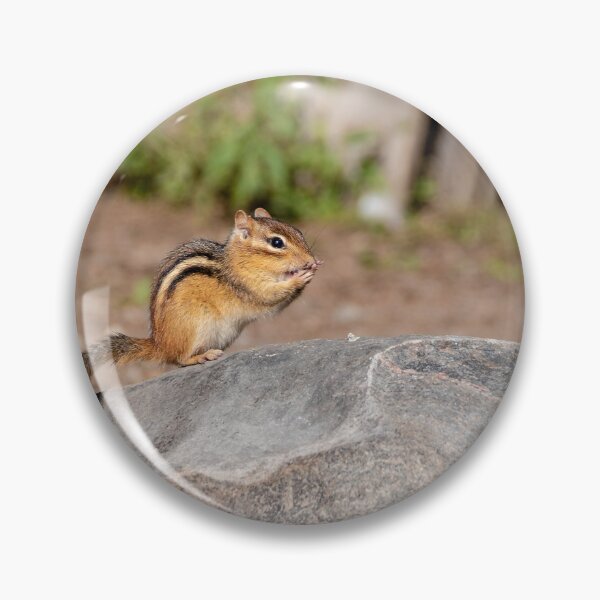 Item preview, Cute Chipmunk on a Boulder designed and sold by jrtwynam.