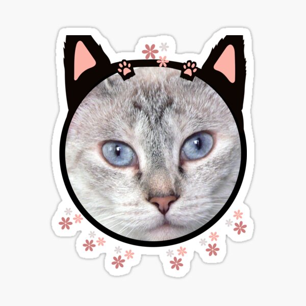 Kopf einer Katze mit rosa Ohren und blauen Augen Sticker