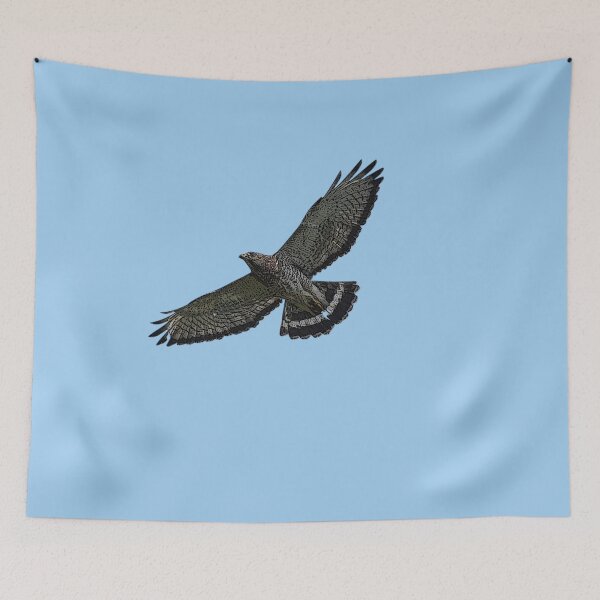 Item preview, Broad Winged Hawk Color Design  designed and sold by designsasstultd.