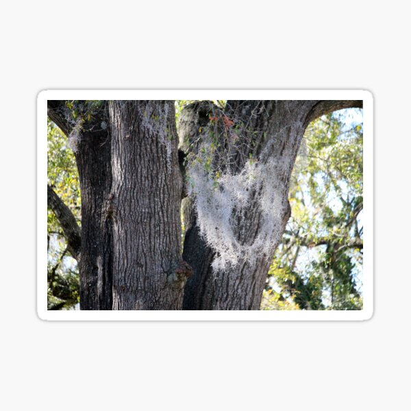 Item preview, Face Of Spanish Moss designed and sold by Cynthia48.