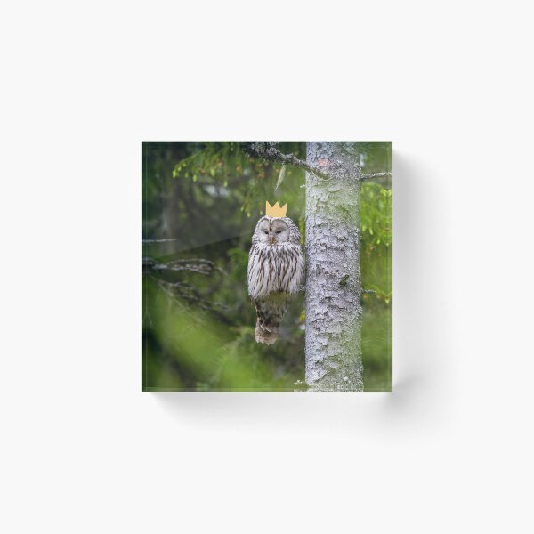 Item preview, Ural owl queen designed and sold by snowyowls.