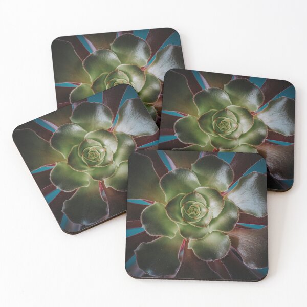 Item preview, Aeonium Blushing Beauty designed and sold by William Storey.